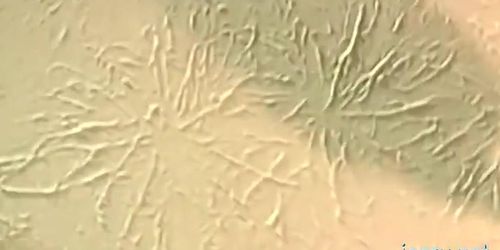 Smooth blowjob in gay scenes